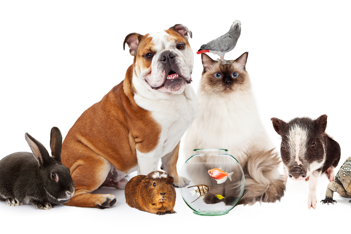 9 Must Follow Animal Accounts on Twitter
